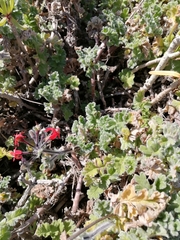Pelargonium fulgidum