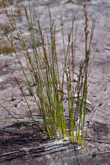 Schoenus brevifolius