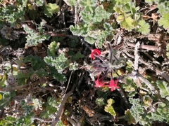 Pelargonium fulgidum