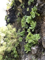 Aeonium