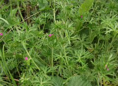 Geranium dissectum