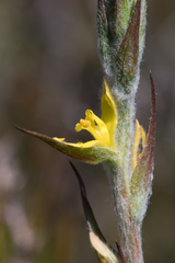 Philydrum lanuginosum