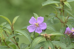 Melastoma malabathricum