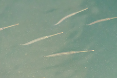 Zenarchopterus buffonis