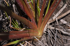 Philydrum lanuginosum