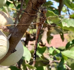 Anax ephippiger