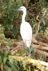 Egretta garzetta garzetta