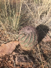 Echinomastus intertextus