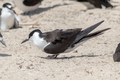 Onychoprion fuscatus