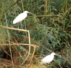 Egretta garzetta garzetta