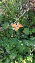 Moraea papilionacea