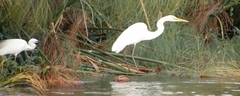 Ardea alba melanorhynchos