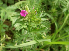 Geranium dissectum
