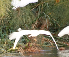 Egretta garzetta garzetta