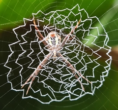 Argiope