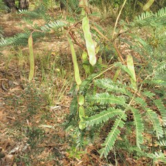 Acacia terminalis