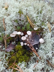 Collybia