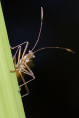 Dasynus cephalotus