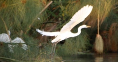 Ardea alba melanorhynchos