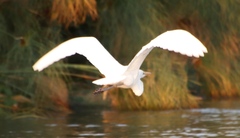 Ardea alba melanorhynchos