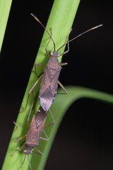 Dasynus cephalotus
