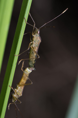 Dasynus cephalotus