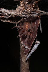 Hortophora