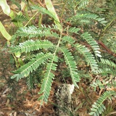 Acacia terminalis