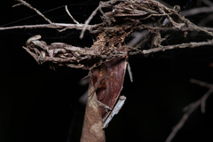 Hortophora
