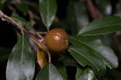 Petalostigma triloculare