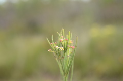 Centella macrocarpa