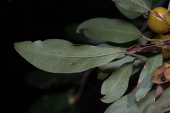 Petalostigma triloculare