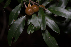 Petalostigma triloculare