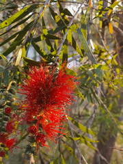 Melaleuca viminalis