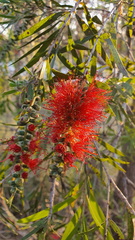 Melaleuca viminalis