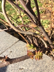Sorbaria