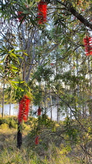 Melaleuca viminalis