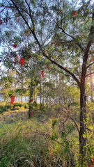 Melaleuca viminalis
