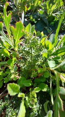 Cynorhiza meifolia