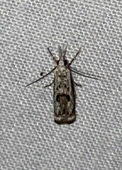 Microcrambus kimballi