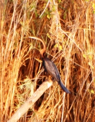 Anhinga rufa rufa
