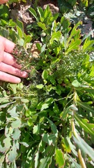 Cynorhiza meifolia