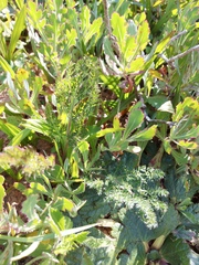 Cynorhiza meifolia