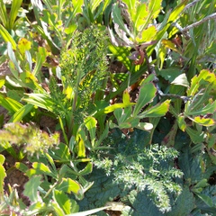 Cynorhiza meifolia