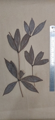 Actinodaphne
