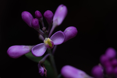 Comesperma ericinum