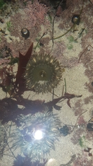 Actiniidae