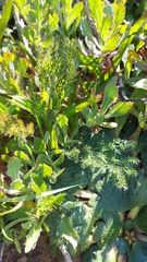 Cynorhiza meifolia