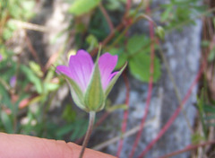 Geranium columbinum
