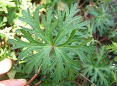 Geranium columbinum